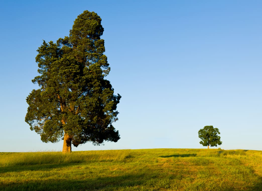 What is the difference between a tree and a shrub?